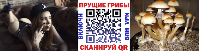 МЕГА ссылка  Суоярви  Псилоцибиновые грибы мицелий 